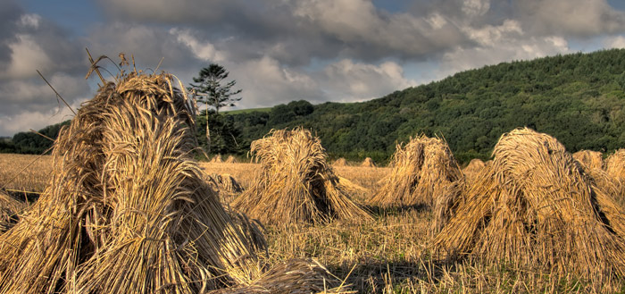 Corn Stooks - Devon